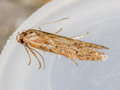 Blastobasis vittata